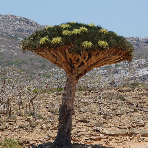 Socotra-2