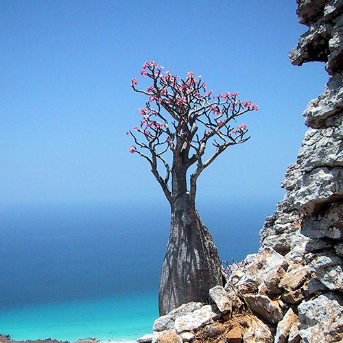 Socotra-3