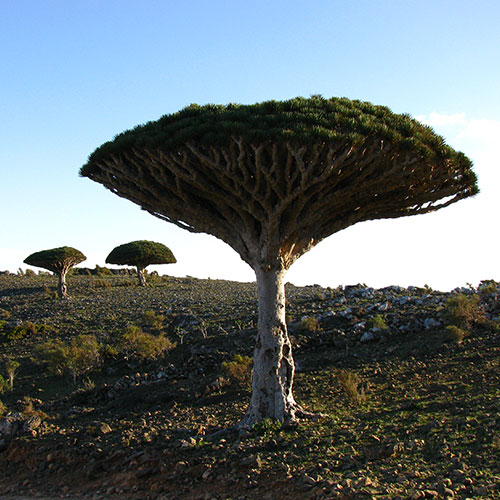 Socotra-4